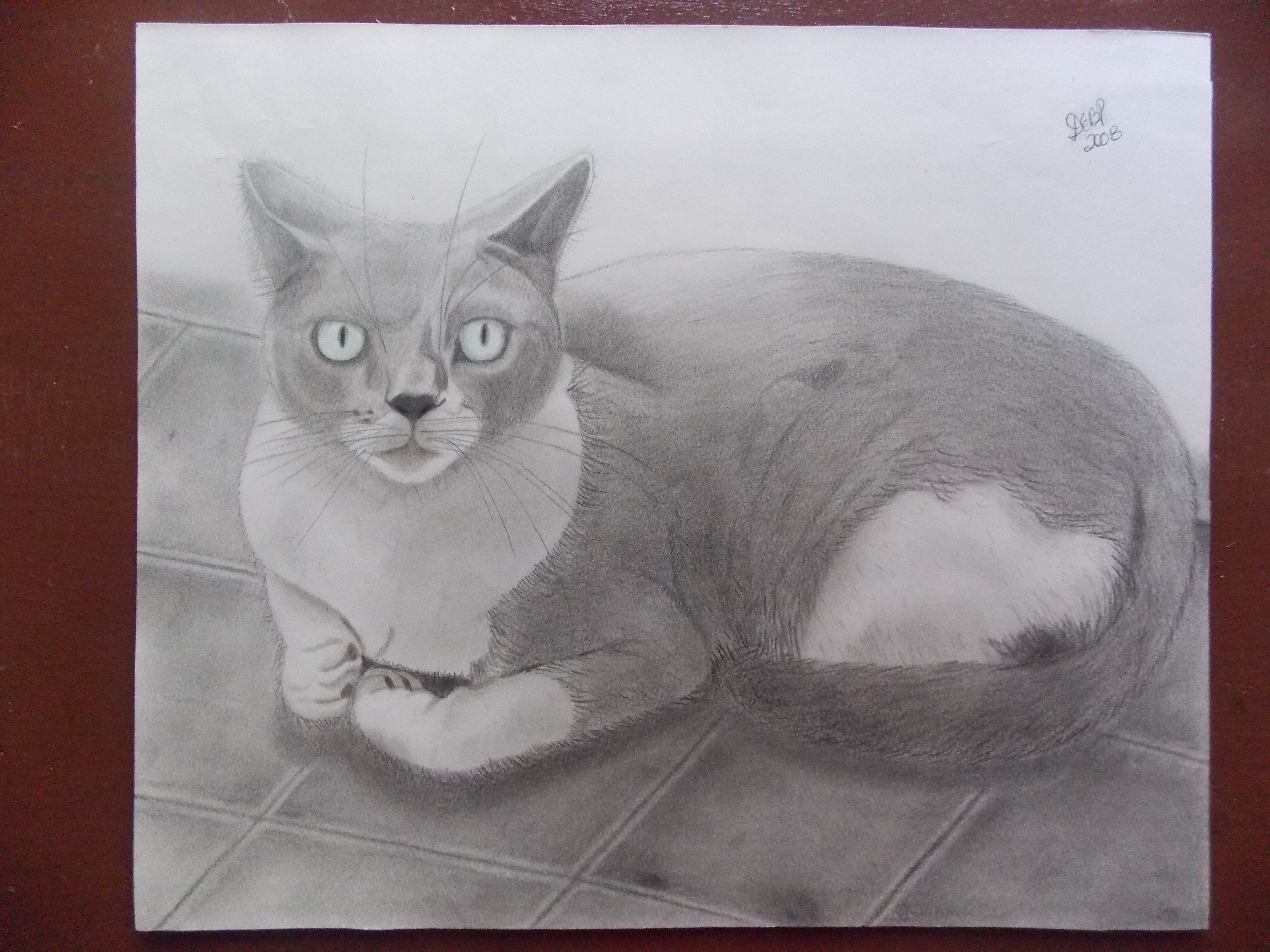 Técnica de Dibujo - Gato